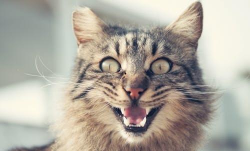 功能失常的猫,揭秘常见症状与应对策略  第3张