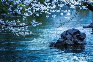 八零春景不负羡倾城 第2张 八零春景不负羡倾城 第2张