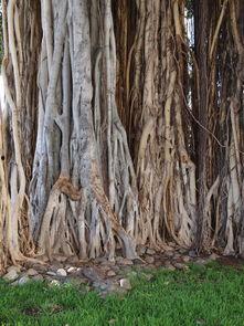 棕榈之风,探寻热带风情与自然和谐共生的奥秘  第2张