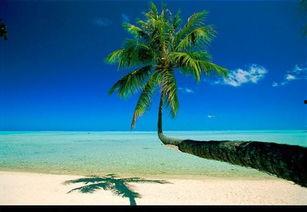 棕榈之风,探寻热带风情与自然和谐共生的奥秘  第3张