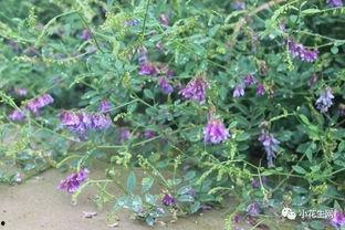 鸭跖草,绿色生命力的象征与药用价值探索