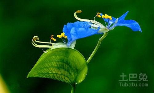 鸭跖草,绿色生命力的象征与药用价值探索  第2张