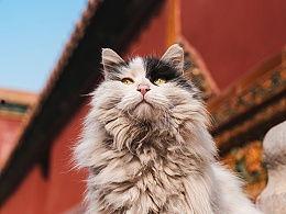 盒子里的猫 第二季  第3张